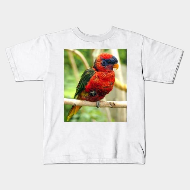 Rainbow Colored Lorikeet Bird posting in a Tree Kids T-Shirt by Scubagirlamy